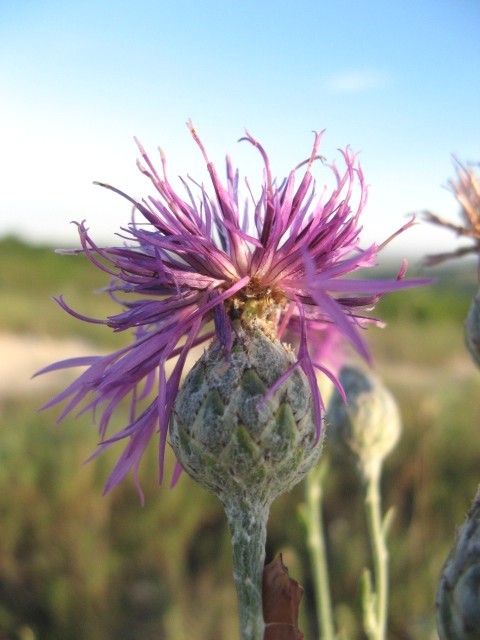 Centaurea?